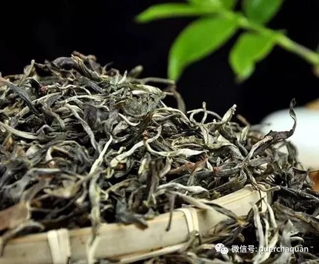 普洱春茶与秋茶,为何价差数倍? (3).jpg